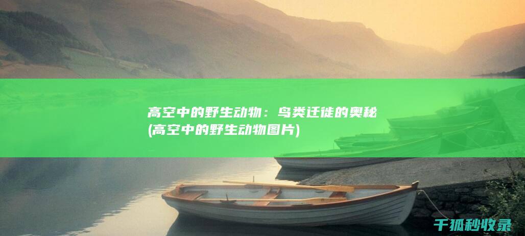 高空中的野生动物：鸟类迁徙的奥秘 (高空中的野生动物图片)