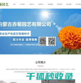 赤峰万寿菊杂交种子（色素）内蒙古赤峰赤菊园艺有限公司